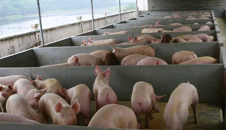 養(yǎng)豬場污水怎么處理比較好？-樂中環(huán)保