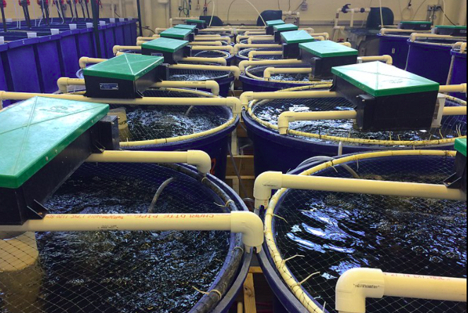 用于養(yǎng)殖場污水處理的新工藝，預(yù)計可降低28%運營成本01