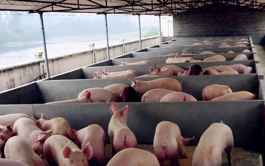 養(yǎng)豬污水處理設(shè)備包含哪些，教你選購(gòu)適合的養(yǎng)殖污水處理設(shè)備