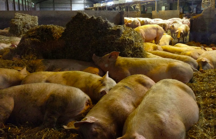 養(yǎng)豬場污水處理方法有哪些？選對工藝成本低效果好！